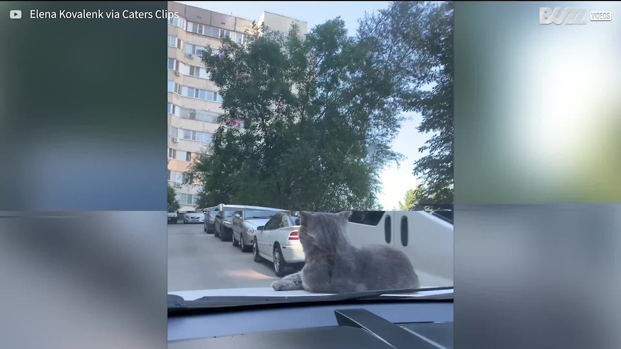 Ce chat a fait un tour sur le capot d'une voiture