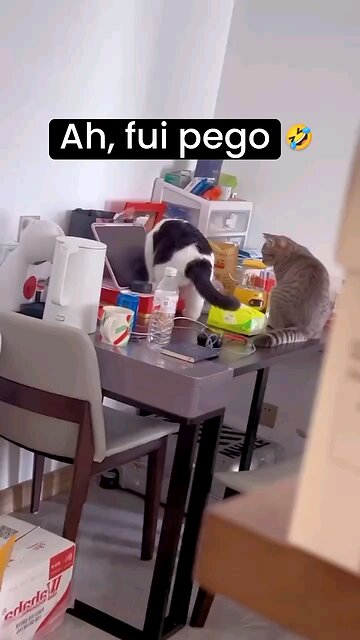 Cats Getting Caught In The Act..😆😆