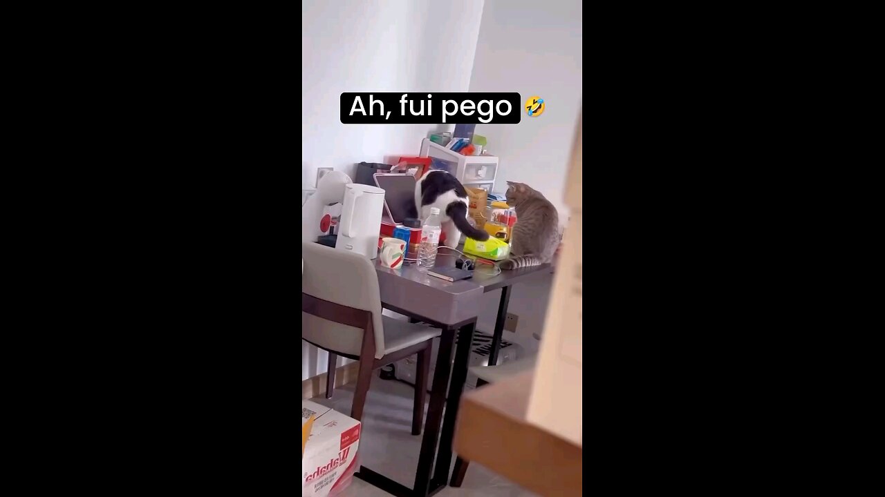 Cats Getting Caught In The Act..😆😆
