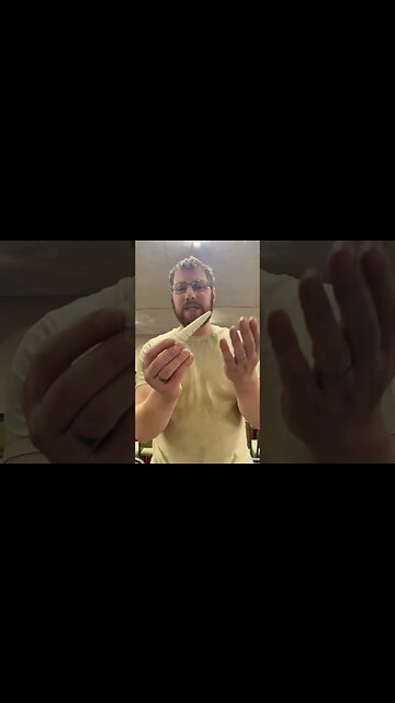 Fabulous Fossil Shells Donated!