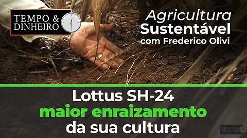 Lottus SH-24 maior enraizamento da sua cultura.