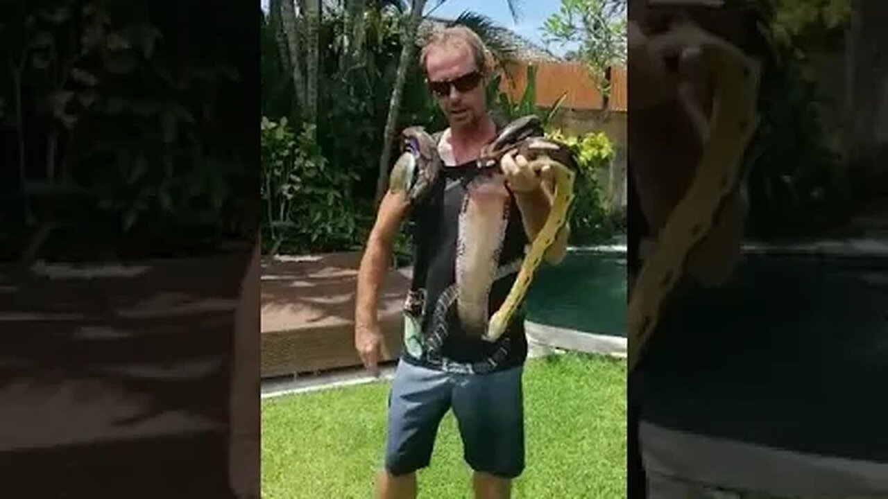 How To Handle LARGE Snakes! (non-Venomous) Reticulated Pythons