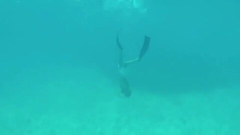 Catch and Cook: CARIBBEAN CONCH! 🐚-8
