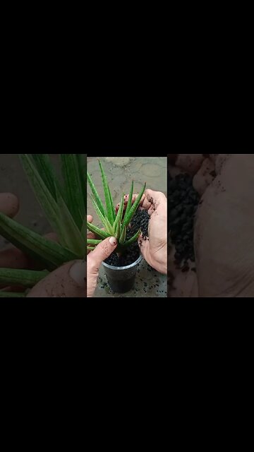 #shorts sansevieria #plants