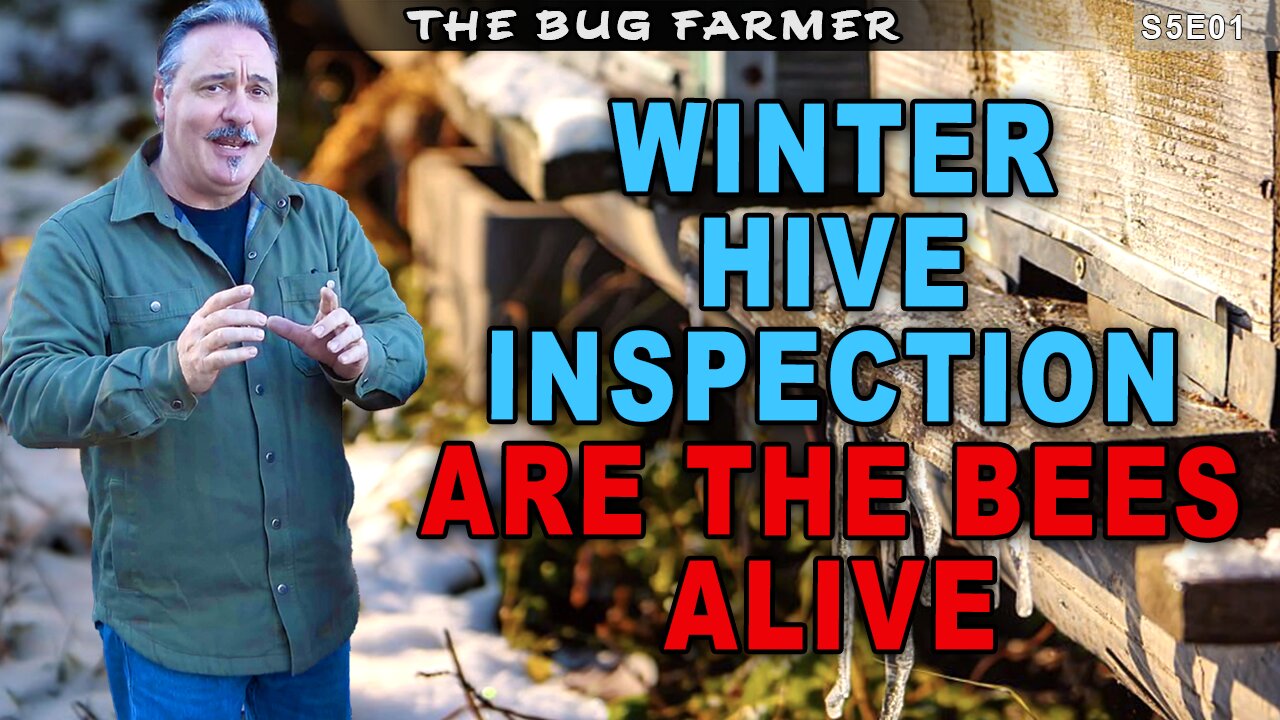 Winter Beekeeping | Can the bees survive winter #beekeeping #bees #winterbeekeeping