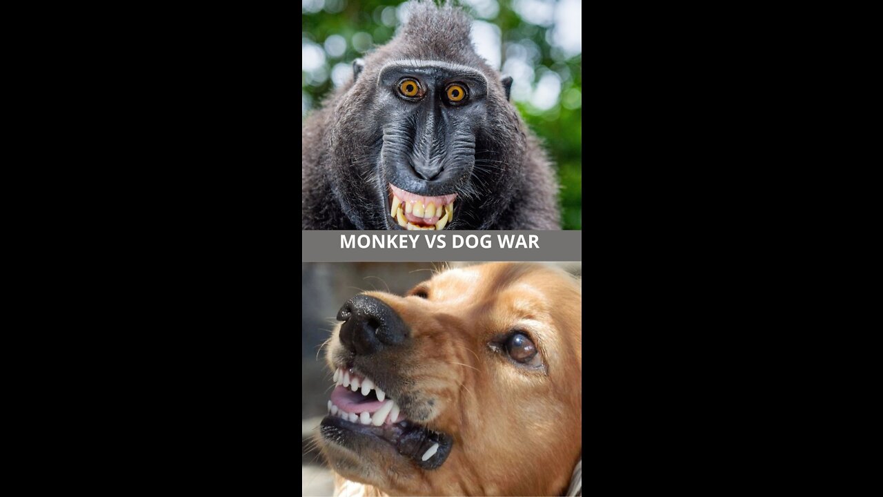 monkey vs dog fight