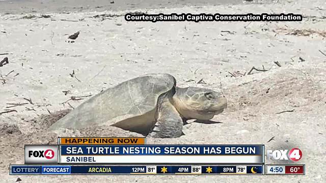 Kemp's Ridley sea turtle found on Sanibel Beach