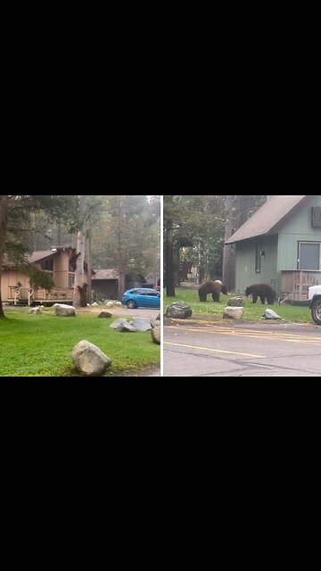 Mischievous bears are up to no good in the neighborhood