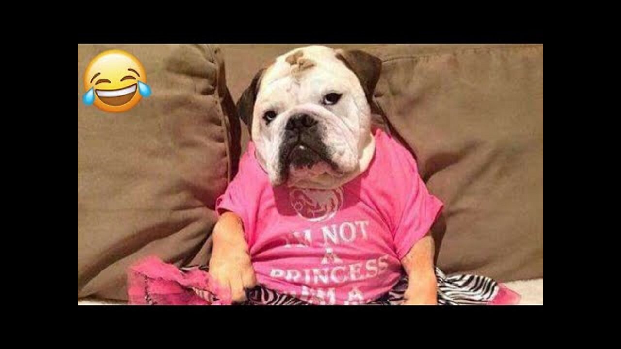 Funniest Animals 2023 ｜ Funny Dogs Compilation ｜ Try Not To Laugh