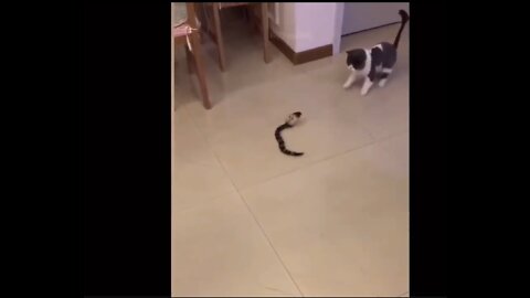 Snake 🐍 Vs Cat Who Will Win