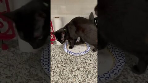 Pepper Likes To Sit There tiktok pepperpottssassycat