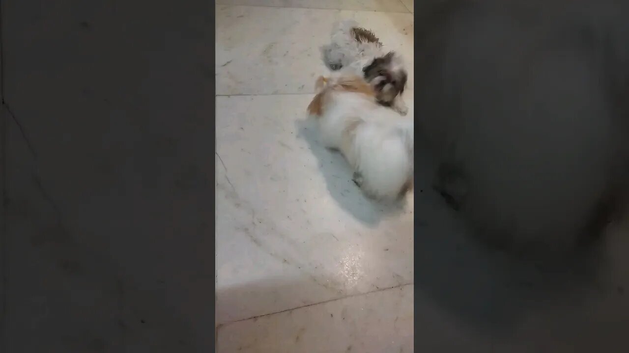 plying time-kristy& coco #dog #shortvideo #doglover #shihtzu #puppy #cutedog