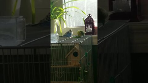 Budgies Having A Snack!🤗 #shorts #budgies #parakeets #animallover #youtubeshorts