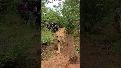 Guys would you dare to walk with lions?