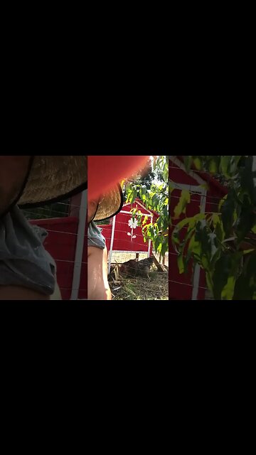 Why do you keep chickens if you rarely eat them? #homestead #homesteading