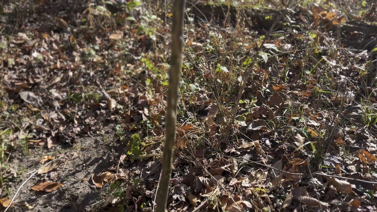 Funneling in The Deer #hunting #deer #woods #forestmanagement