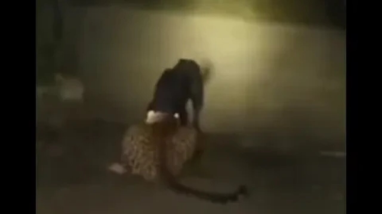 Dog fast reaction saves him in leopard attack