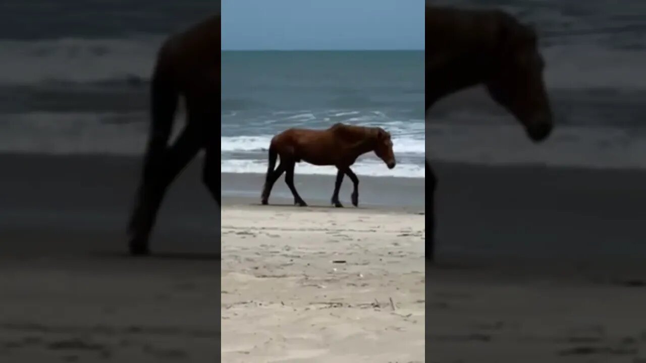 Horses at Assateague visit me while I’m fishing