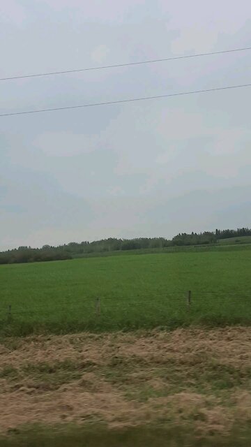 Beautiful green nature