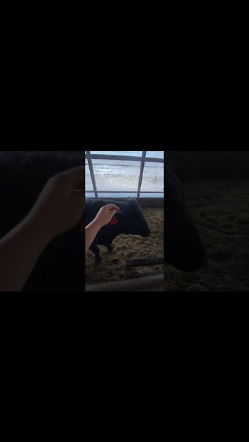 The Most DANGEROUS Animal On The Farm