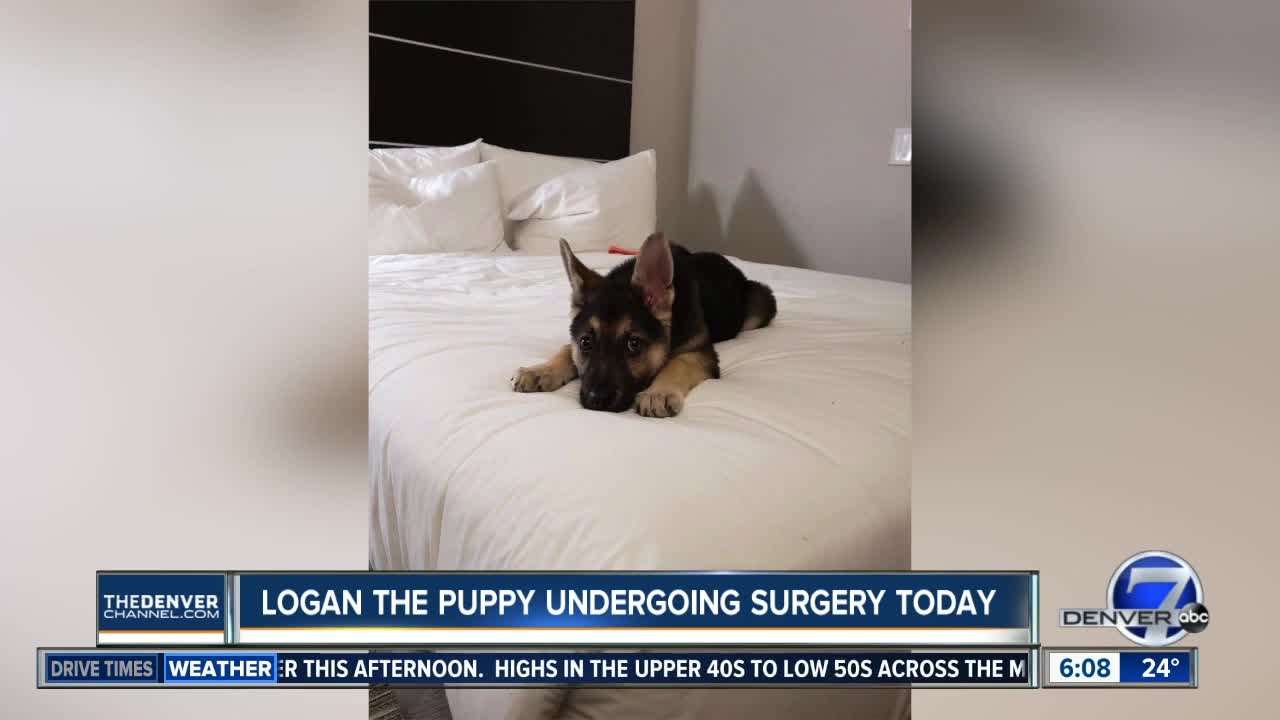 Logan the puppy is undergoing surgery today