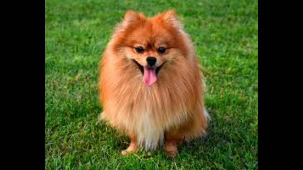 Pomeranian Spitz.Funny Animals.Cute Bonya.