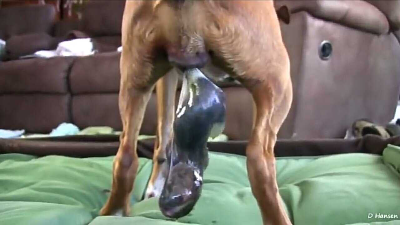 Dog Has Amazing Birth While Standing!! 2021