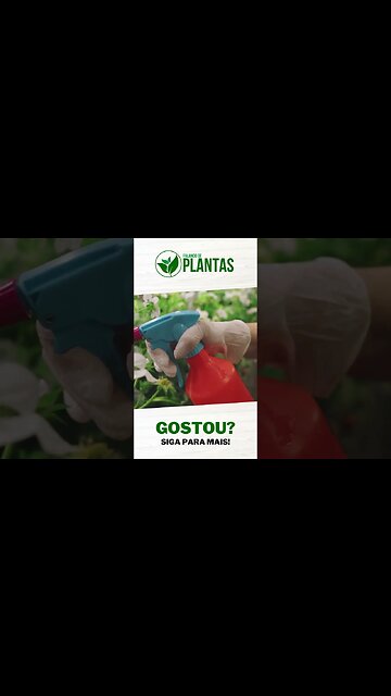 5 Dicas de CULTIVO para SAMAMBAIAS