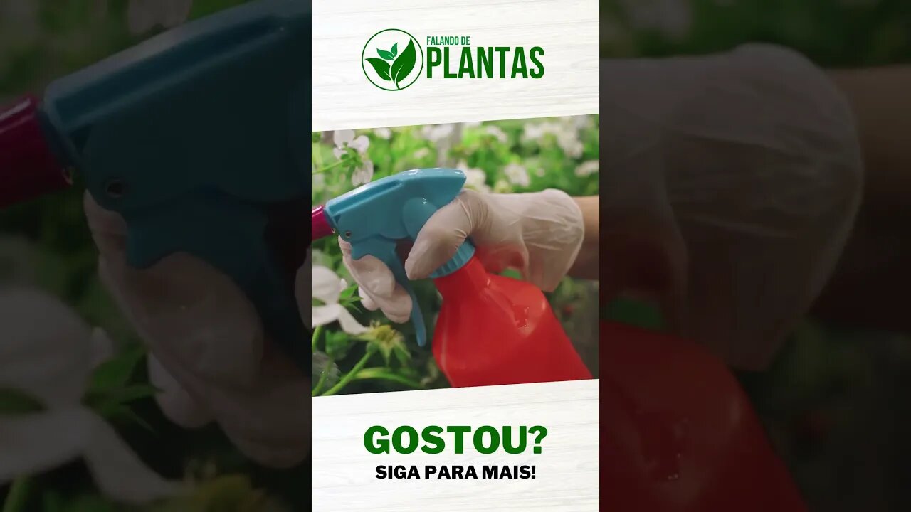 5 Dicas de CULTIVO para SAMAMBAIAS