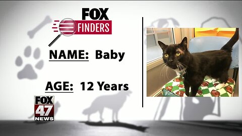 FOX Finders Pet Finder - Baby