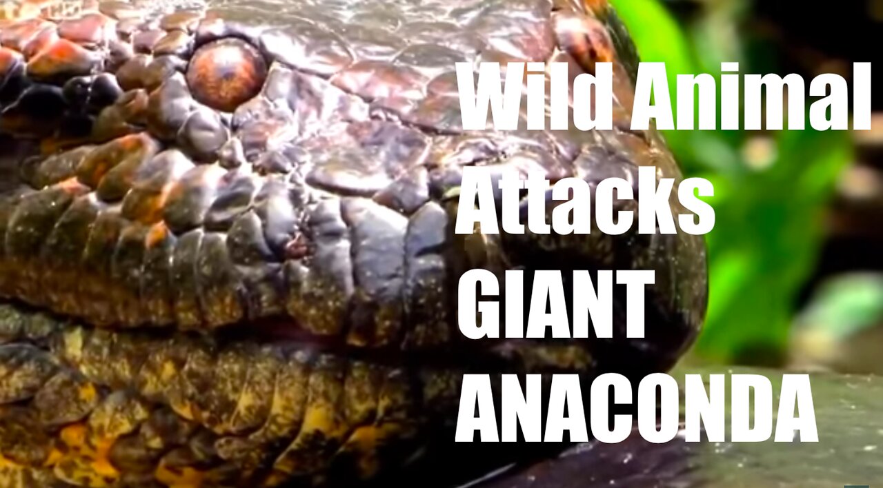 GIANT ANACONDA Biggest Python Snake Kills and Swallows Deer