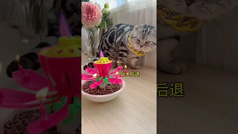 Funny 😺 #cats #funny #funniestvideo #catsanddogs #funniestcats #animal #dogs