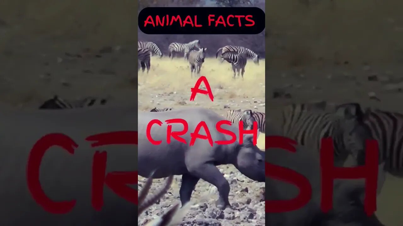 Animal facts comment below 👇 your fav animal #shorts #animals #facts