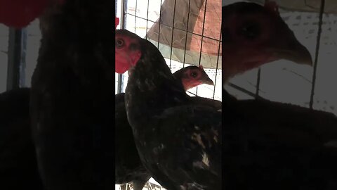 Aussie Pit Game Bantam sitting on eggs