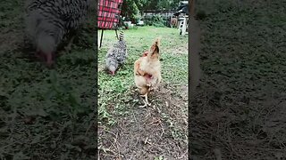 Backyard Chickens #short #shorts