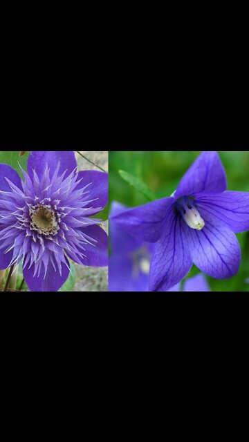 Satisfying Oddly & Relaxing Video for Your Eyes and the Mind to Enjoy and Fall Asleep to