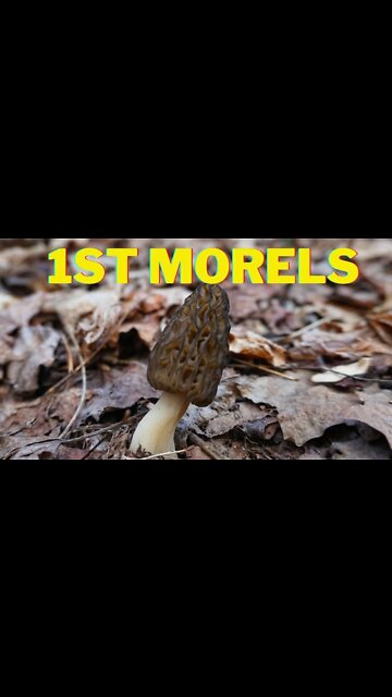 I found the 1st Morel Mushrooms of the 2022 Season!