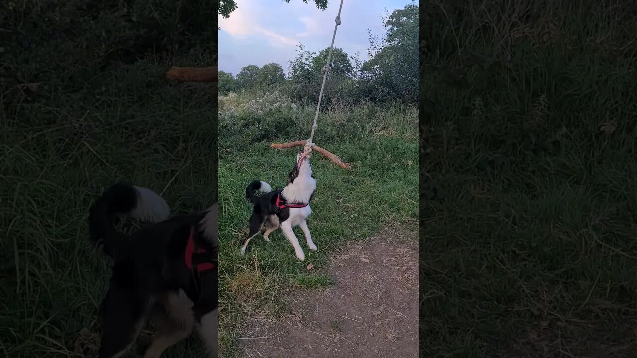 Mylo taking to his tope swing