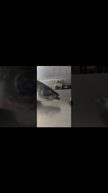 The Codfather - Johnny Whiting Sleeps With The Fishes