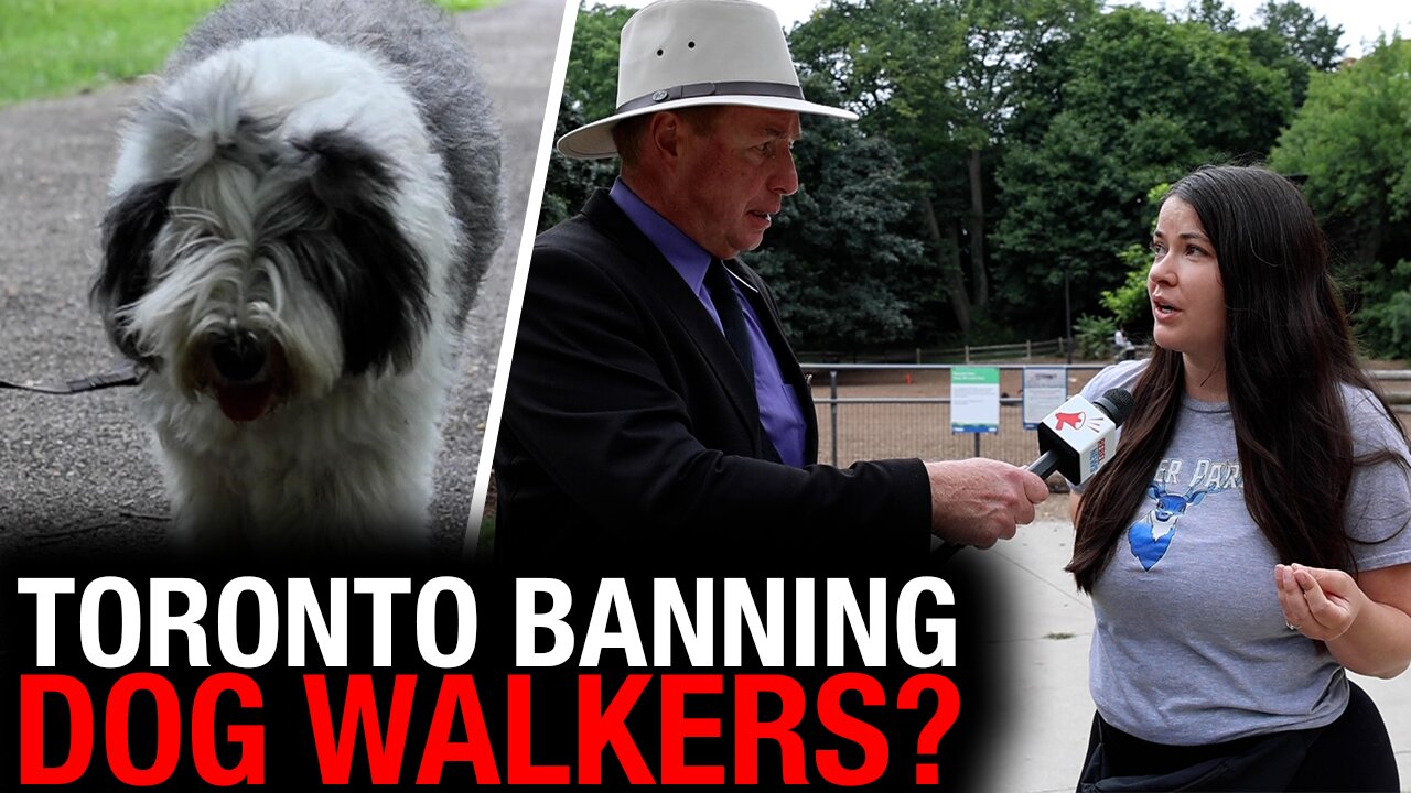 Toronto to ban commercial dog walkers from local park