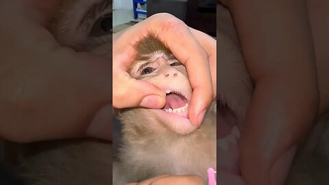 Remember To Floss 🐒 #funnyvideo #videos