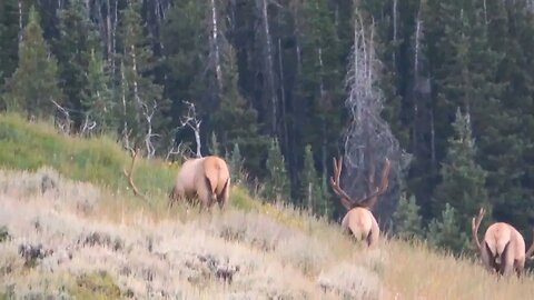 WAIT FOR HE HEAD LIFT! BIG BOY IN VELVET!! MONSTER BULL ELK!!