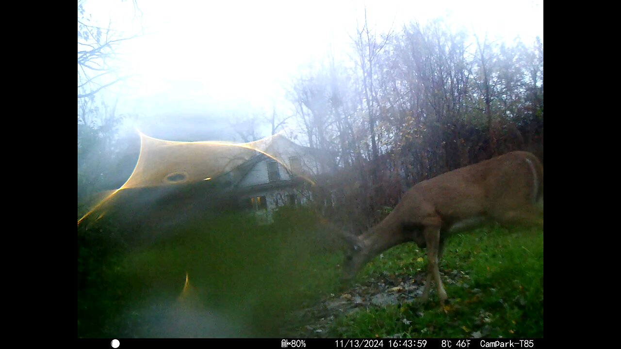 Deer Licking Game Camera 11-13-2024