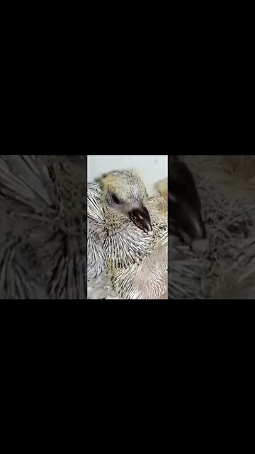 Baby Roller Pigeon #pigeon #trending #shortvideo #birds #animals