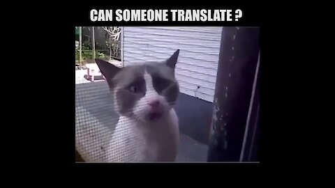 Cat Speak English , Do you believe?