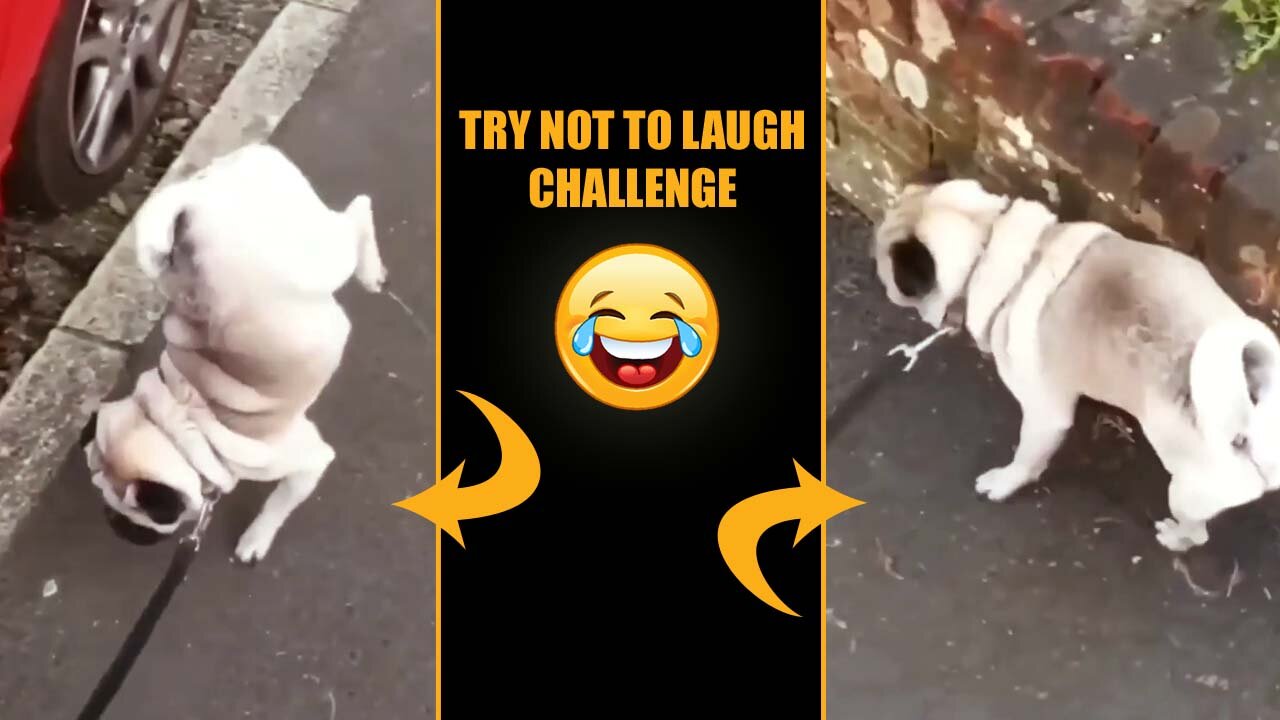 Try Not To Laugh Challenge | Dog Peeing on Two Legs | Hilarious Viral Video