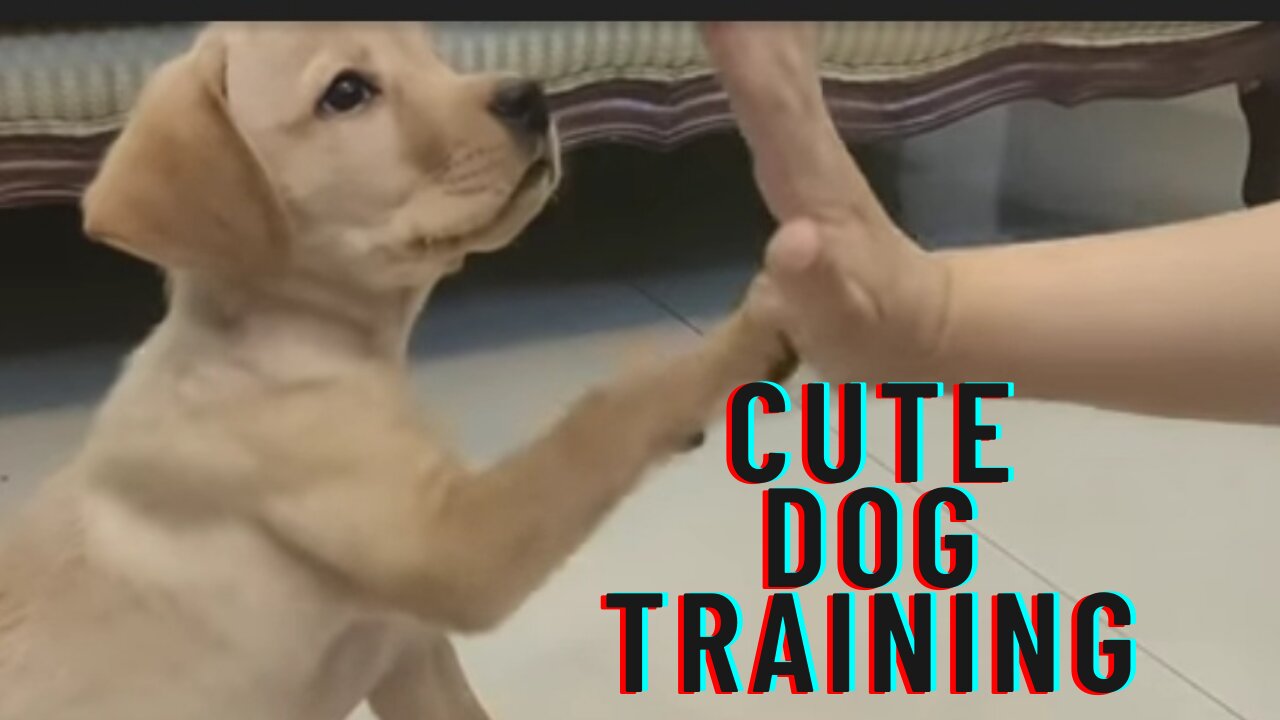 Labrador puppy training , beautiful cute baby dog training