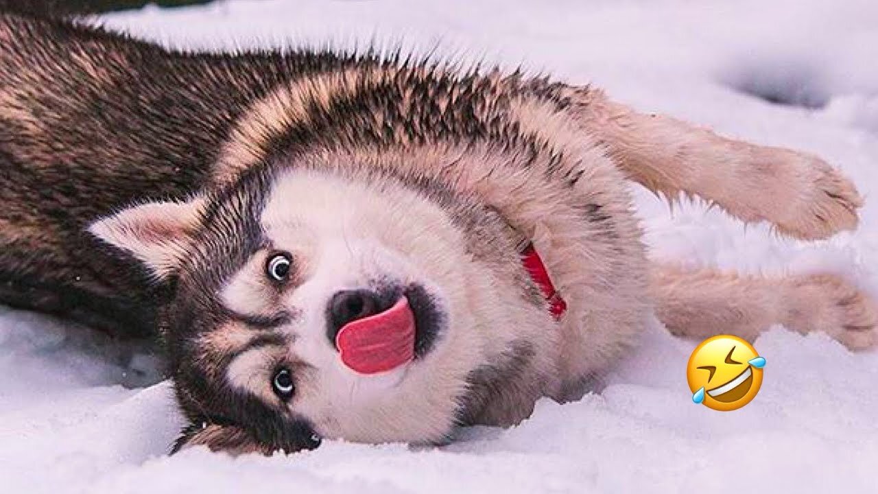 Normal dogs vs Huskies🤣 FUNNIEST Huskies | 10 Minutes Best Videos | Part 9