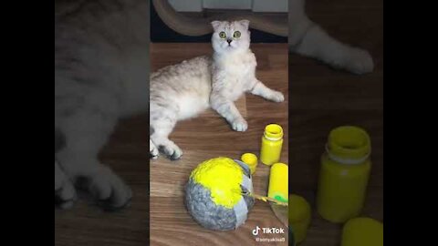 Cute Cat | tiktok video | funny pets