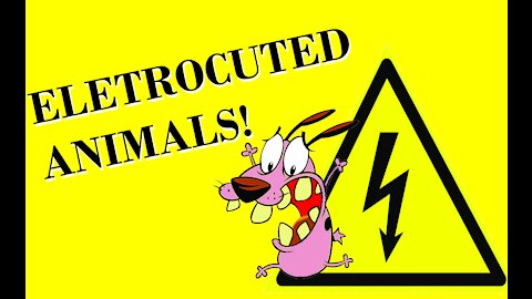 Animals taking shock funny reactions!!!!